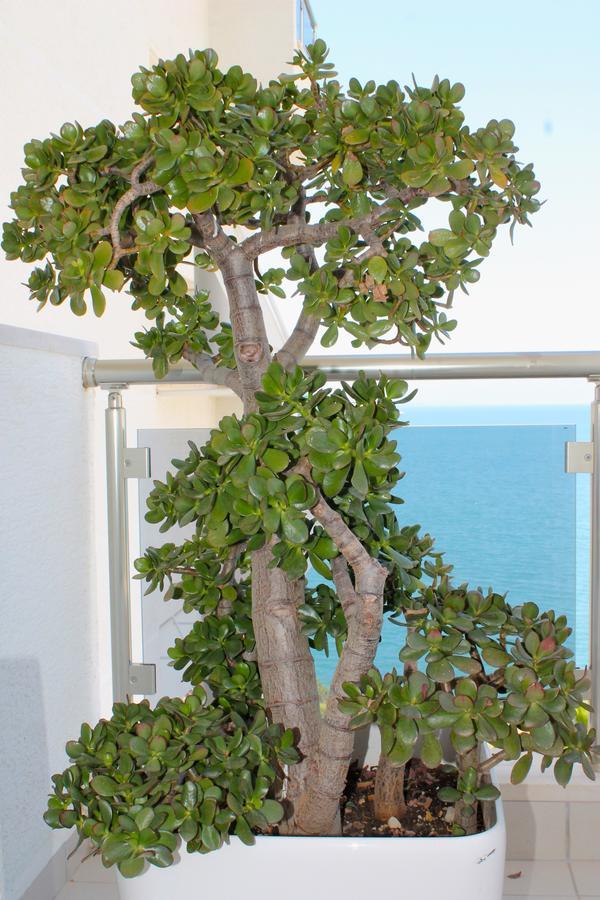 Limani Deluxe Apartments Sarande Bagian luar foto